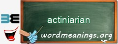 WordMeaning blackboard for actiniarian